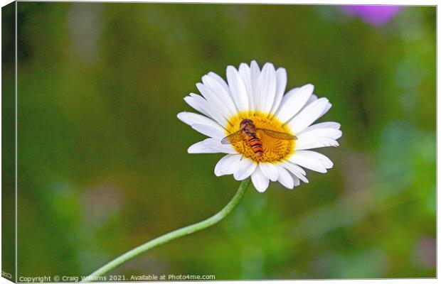 Hover Fly on Oxeye Daisy Canvas Print by Craig Williams