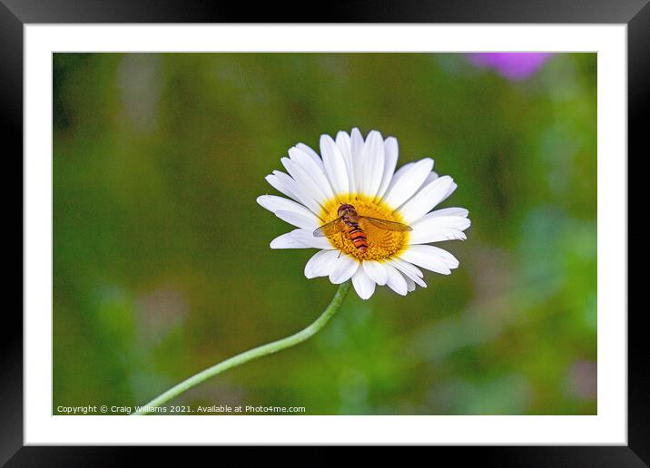 Hover Fly on Oxeye Daisy Framed Mounted Print by Craig Williams