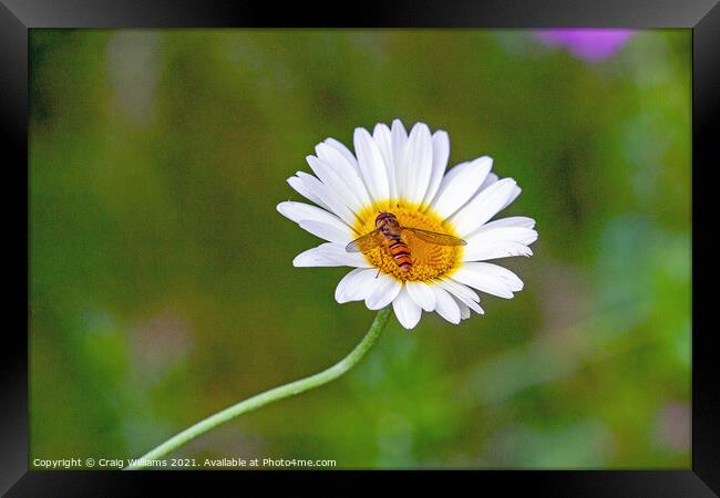 Hover Fly on Oxeye Daisy Framed Print by Craig Williams