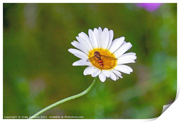 Hover Fly on Oxeye Daisy Print by Craig Williams