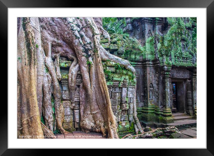 a Prohm the tomb raider temple in Angkor Cambodia Asia	 Framed Mounted Print by Wilfried Strang