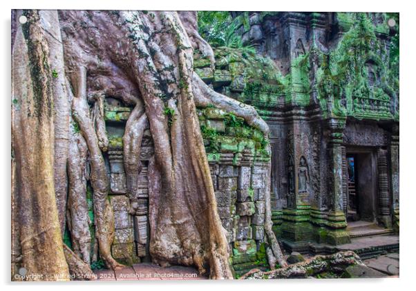 a Prohm the tomb raider temple in Angkor Cambodia Asia	 Acrylic by Wilfried Strang