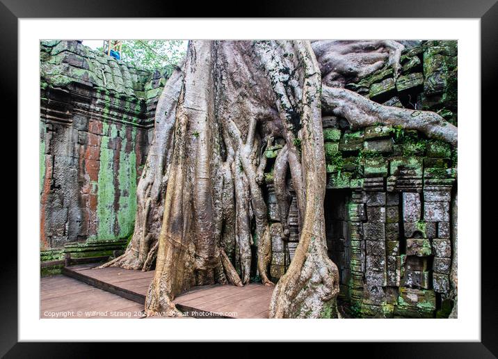 Ta Prohm the tomb raider temple in Angkor Cambodia Asia	 Framed Mounted Print by Wilfried Strang