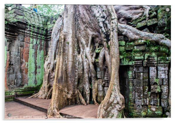 Ta Prohm the tomb raider temple in Angkor Cambodia Asia	 Acrylic by Wilfried Strang