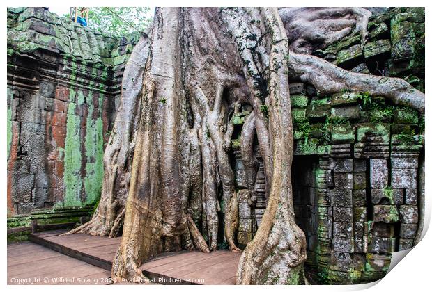 Ta Prohm the tomb raider temple in Angkor Cambodia Asia	 Print by Wilfried Strang