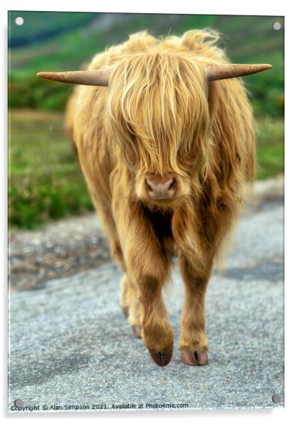Highland Cow Acrylic by Alan Simpson