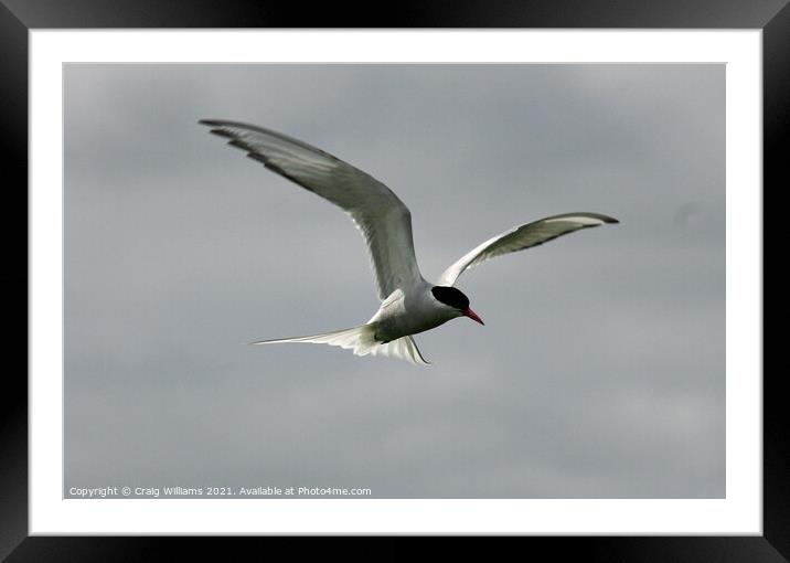 Artic Tern Framed Mounted Print by Craig Williams
