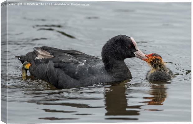 Coot feeding baby Canvas Print by Kevin White