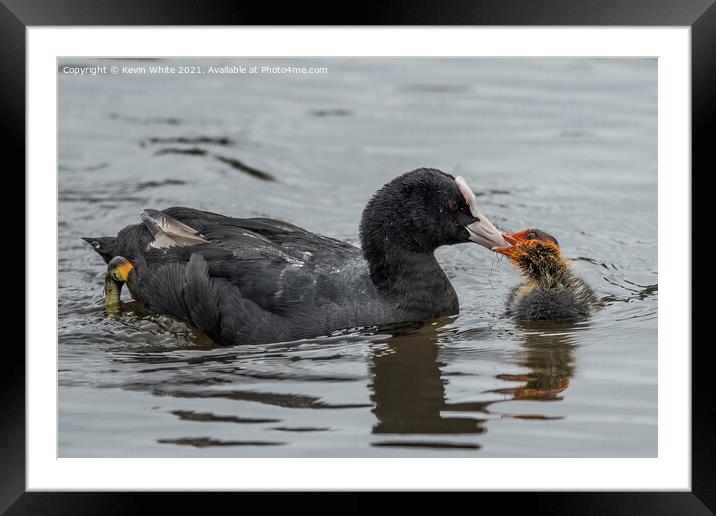 Coot feeding baby Framed Mounted Print by Kevin White