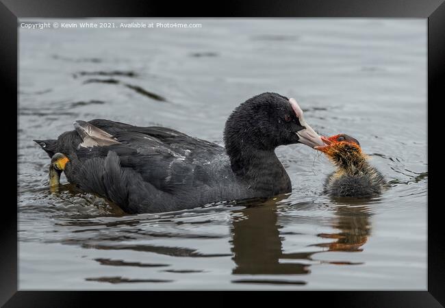 Coot feeding baby Framed Print by Kevin White