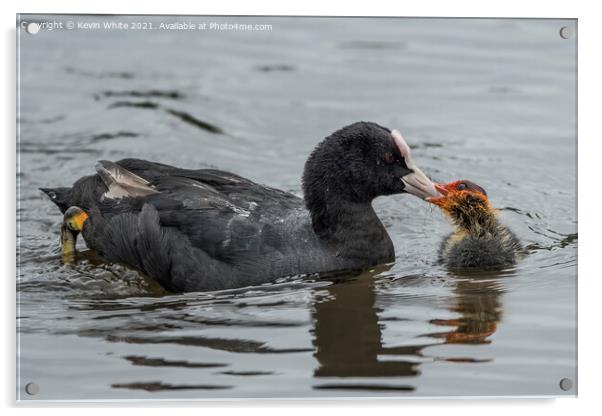 Coot feeding baby Acrylic by Kevin White