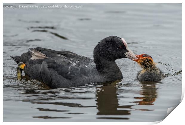 Coot feeding baby Print by Kevin White