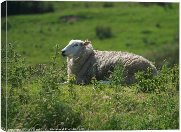 Ewe Resting in the Sunshine. Canvas Print by Mark Ward