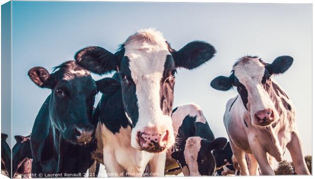 Black and white cows Canvas Print by Laurent Renault
