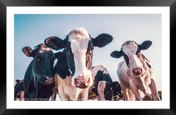 Black and white cows Framed Mounted Print by Laurent Renault