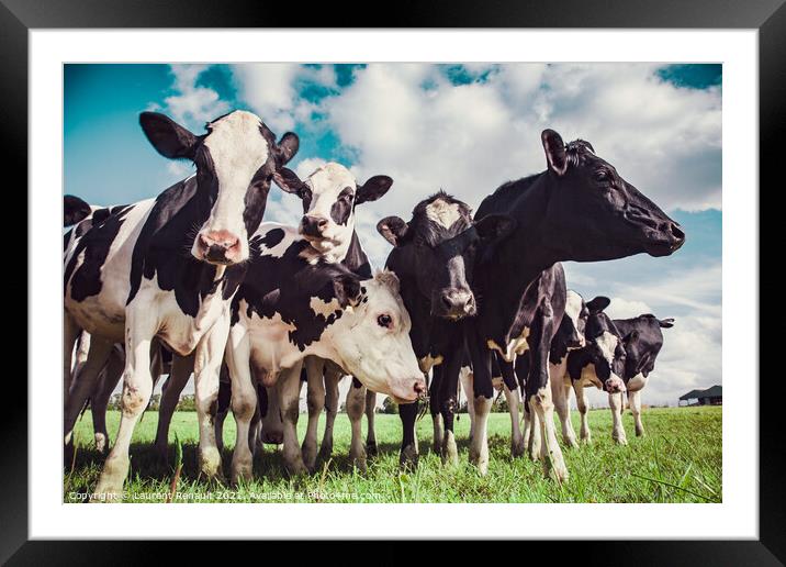 Group of Holstein cows Framed Mounted Print by Laurent Renault