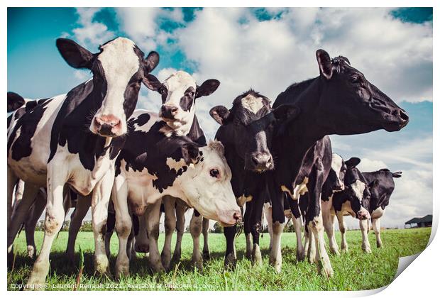 Group of Holstein cows Print by Laurent Renault