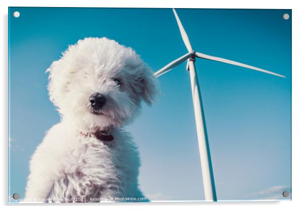 White dog and wind turbine for a clean concept Acrylic by Laurent Renault