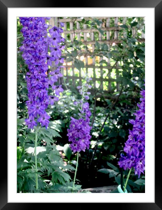 Delphiniums Framed Mounted Print by Stephanie Moore