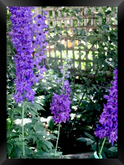 Delphiniums Framed Print by Stephanie Moore