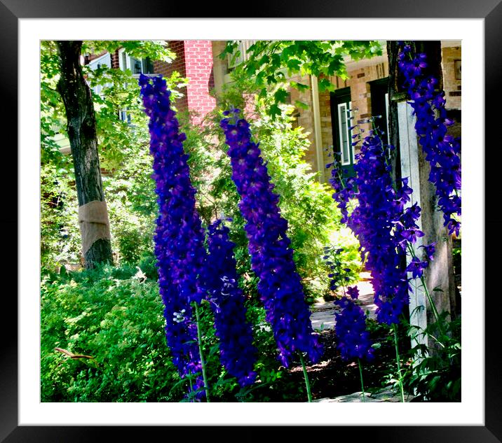 Stately delphiniums Framed Mounted Print by Stephanie Moore