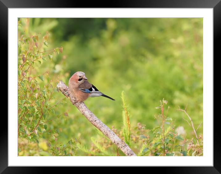 Eurasian Jay Framed Mounted Print by Tommy Dickson