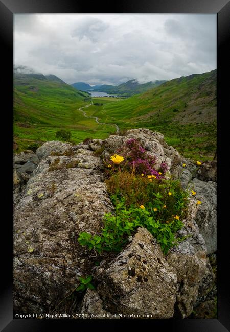 Wildflowers, Lake District Framed Print by Nigel Wilkins