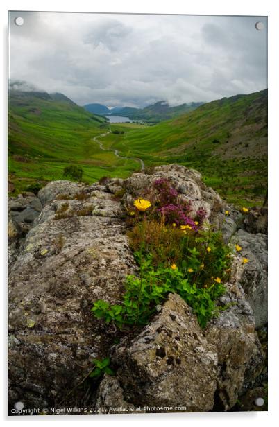 Wildflowers, Lake District Acrylic by Nigel Wilkins