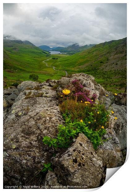Wildflowers, Lake District Print by Nigel Wilkins