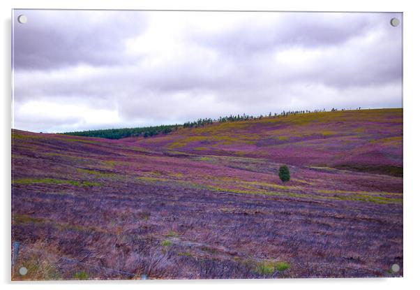 Scottish Heather. Acrylic by Steve Taylor