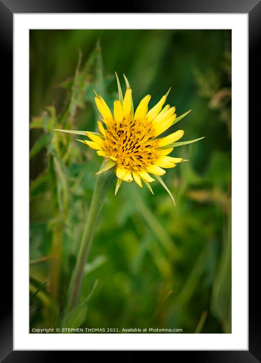 Yellow Salsify Flower Framed Mounted Print by STEPHEN THOMAS
