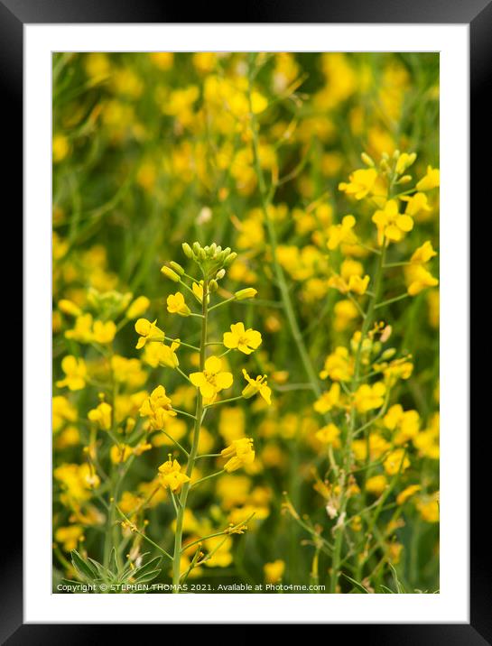 Canola Close-up Framed Mounted Print by STEPHEN THOMAS