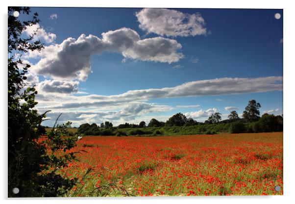 Bewdley Poppy field Acrylic by Susan Snow