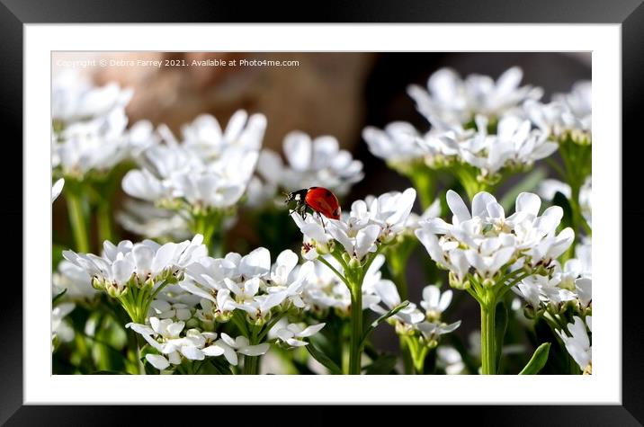 Ladybird Framed Mounted Print by Debra Farrey