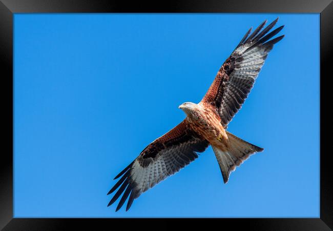 Red Kite Under a Blue Sky Framed Print by Dave Wood