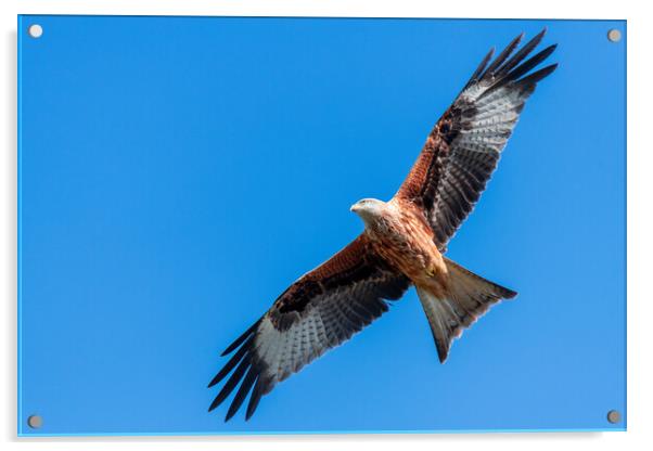 Red Kite Under a Blue Sky Acrylic by Dave Wood