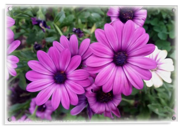 Purple daisies Acrylic by Marinela Feier