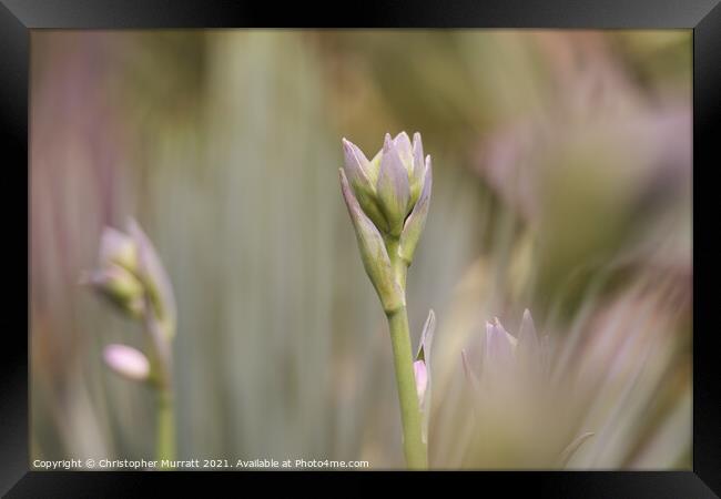 Hosta flowers Framed Print by Christopher Murratt