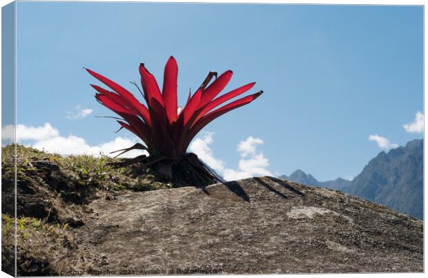 Bromeliad Peruvian Red Mountain Flower Canvas Print by Dietmar Rauscher