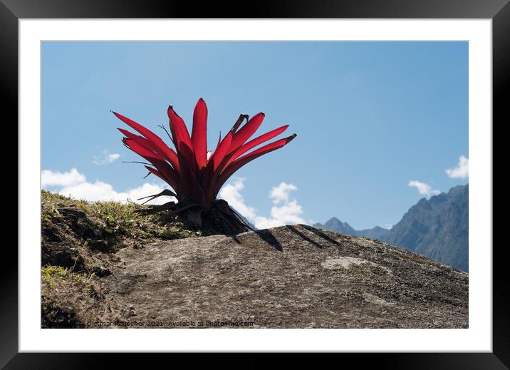 Bromeliad Peruvian Red Mountain Flower Framed Mounted Print by Dietmar Rauscher