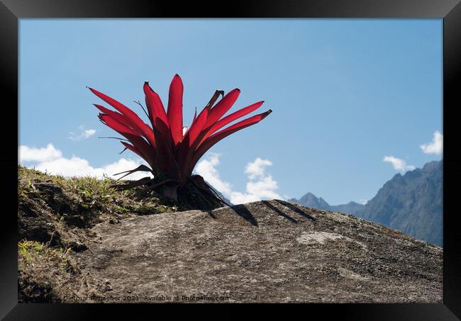Bromeliad Peruvian Red Mountain Flower Framed Print by Dietmar Rauscher