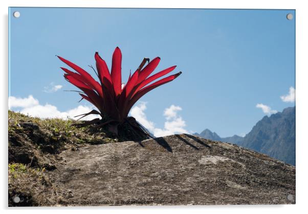Bromeliad Peruvian Red Mountain Flower Acrylic by Dietmar Rauscher