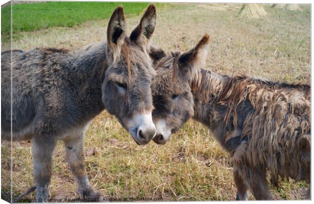 Two Funny and Cute Grey-Brown Donkeys Canvas Print by Dietmar Rauscher