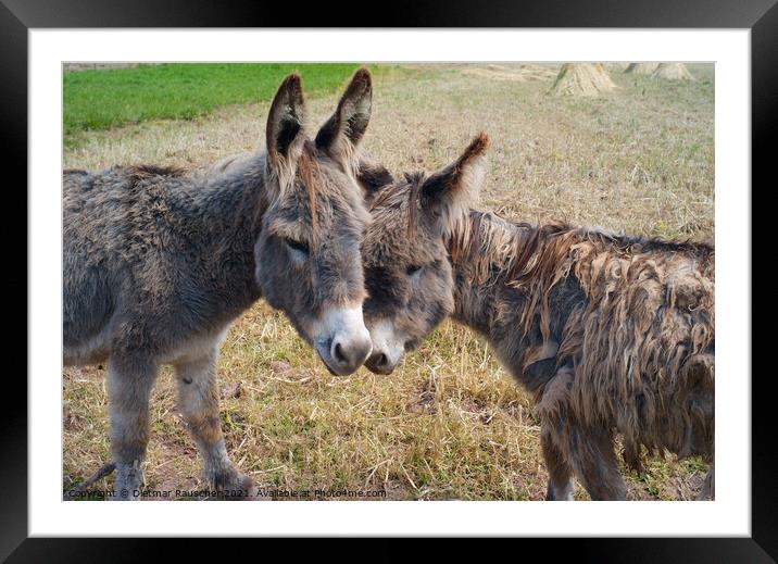 Two Funny and Cute Grey-Brown Donkeys Framed Mounted Print by Dietmar Rauscher