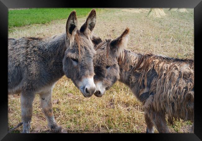 Two Funny and Cute Grey-Brown Donkeys Framed Print by Dietmar Rauscher