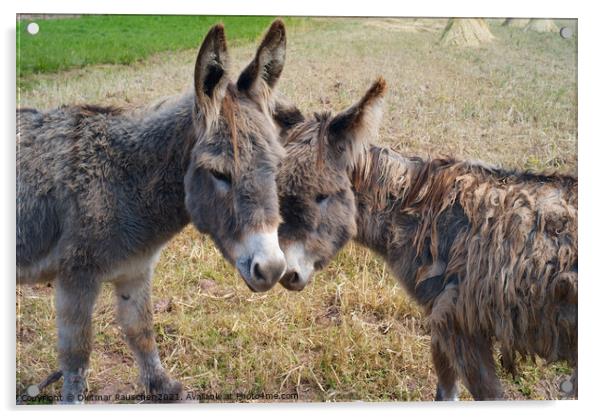 Two Funny and Cute Grey-Brown Donkeys Acrylic by Dietmar Rauscher
