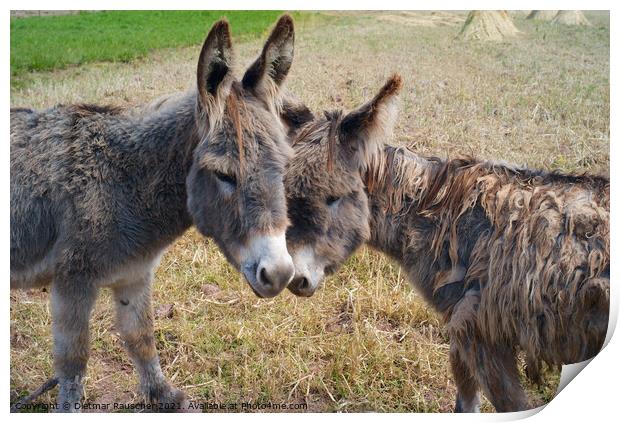 Two Funny and Cute Grey-Brown Donkeys Print by Dietmar Rauscher