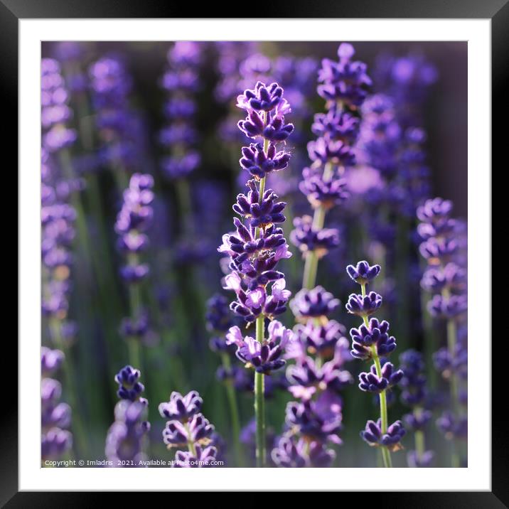 Beautiful Summer Lavender Flowers  Framed Mounted Print by Imladris 