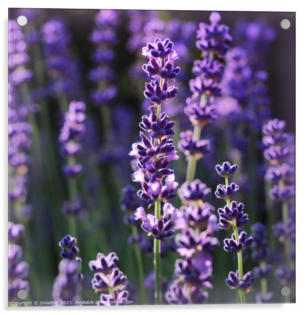 Beautiful Summer Lavender Flowers  Acrylic by Imladris 