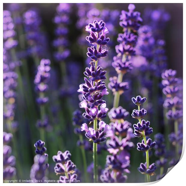 Beautiful Summer Lavender Flowers  Print by Imladris 